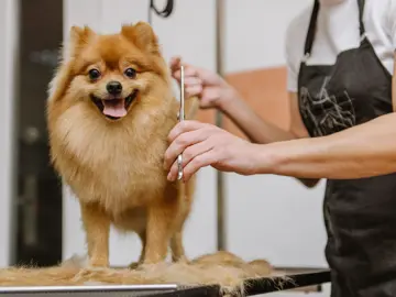 K9 Hairdooz - Tile Image - Cute Pomeranian dog having a hair cut with a happy smile on his face